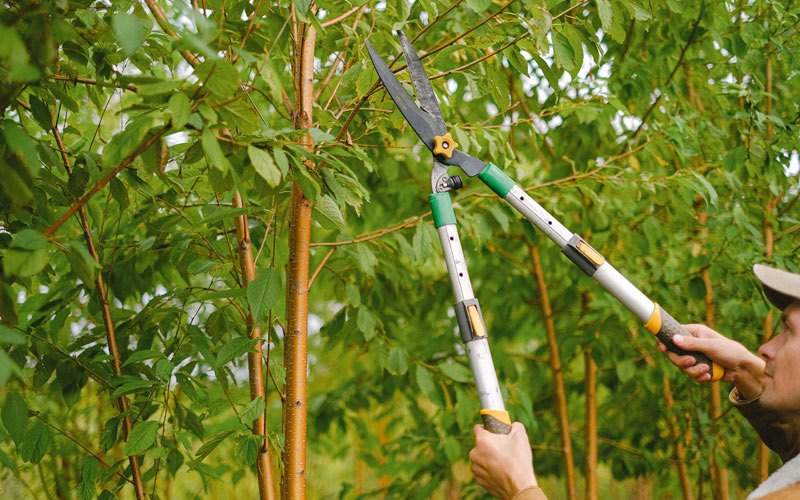 Tree trimming in Greenville, UT