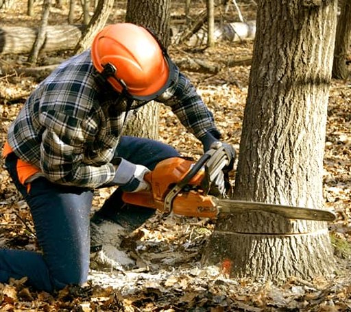 Tree Removal in Greenville, UT